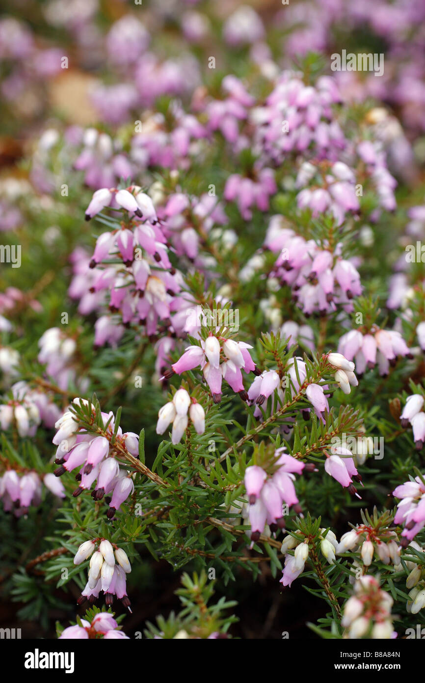 ERICA CARNEA C J BACKHOUSE ad RHS Wisley GARDEN REGNO UNITO Foto Stock