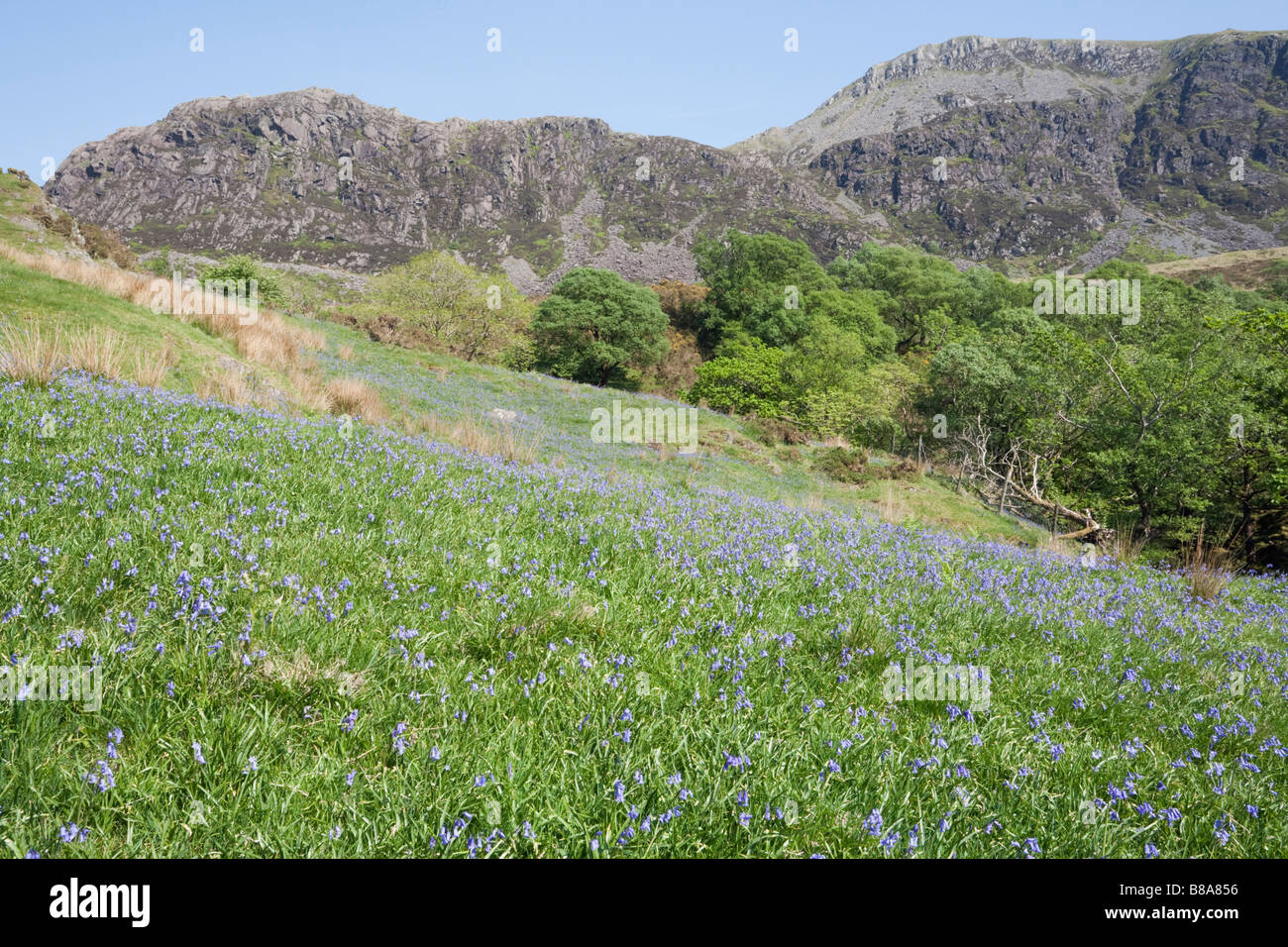 Welsh rurale valle con bluebells fioritura in primavera nel Parco Nazionale di Snowdonia. Cwm Pennant Gwynedd North Wales UK Foto Stock