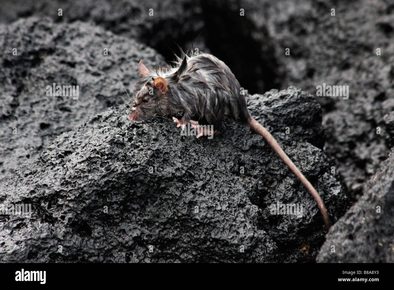 Ratto bagnato immagini e fotografie stock ad alta risoluzione - Alamy