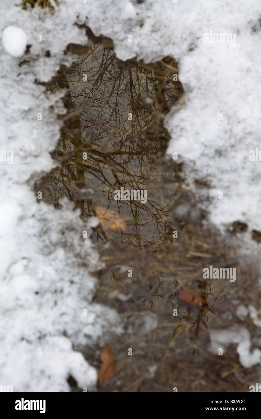 Tree riflessa nella neve pozza fusa Foto Stock