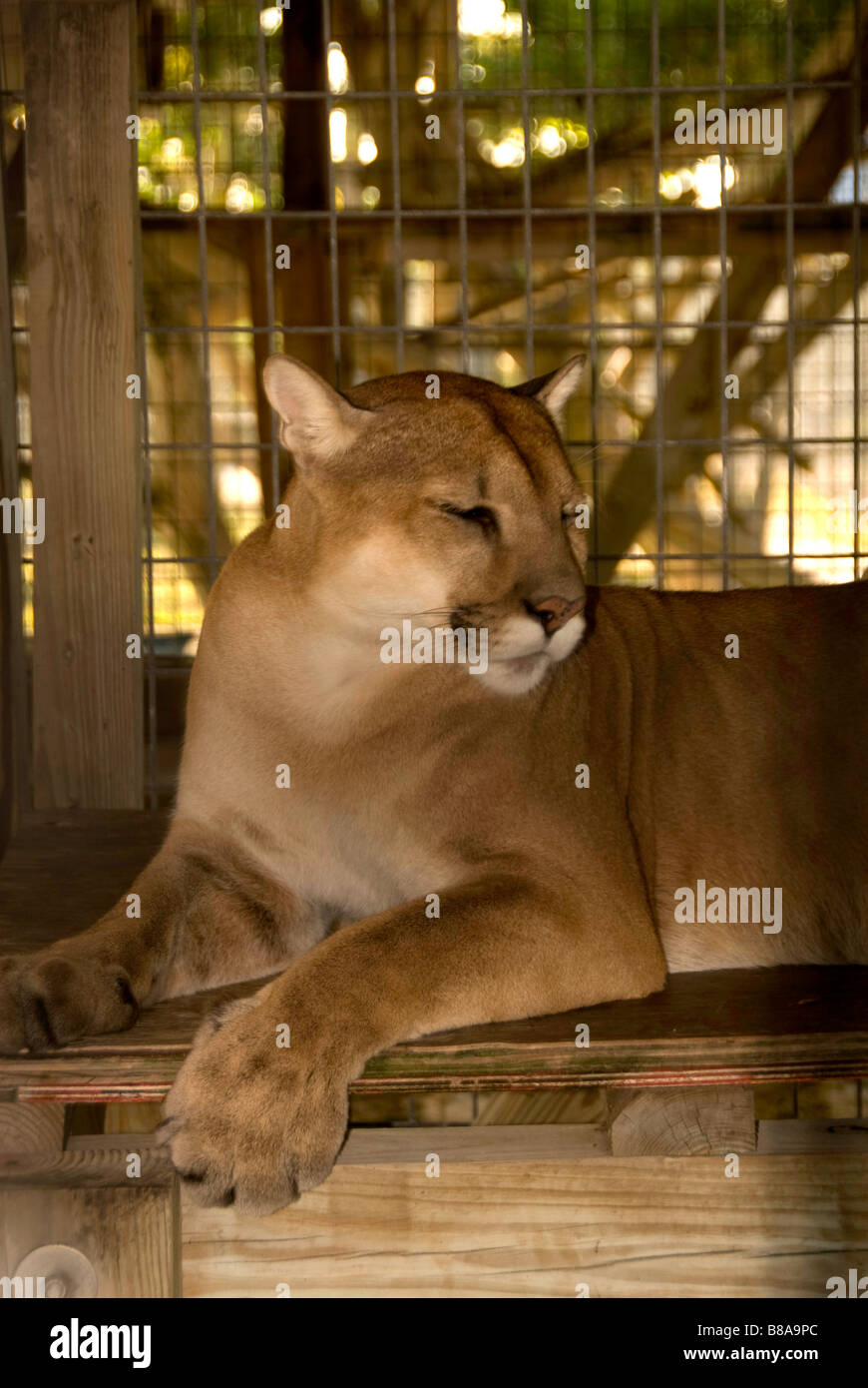 Specie in via di estinzione Florida panther a Wootens Idroscivolante attrazione in Everglades, Florida Foto Stock