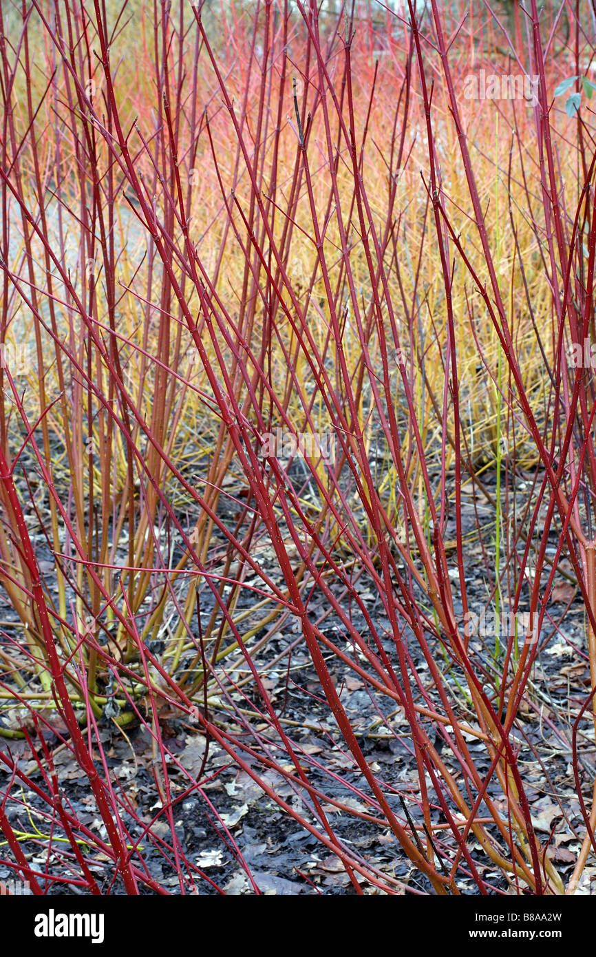 CORNUS SIBIRICA RUBY ad RHS Wisley GARDEN REGNO UNITO Foto Stock