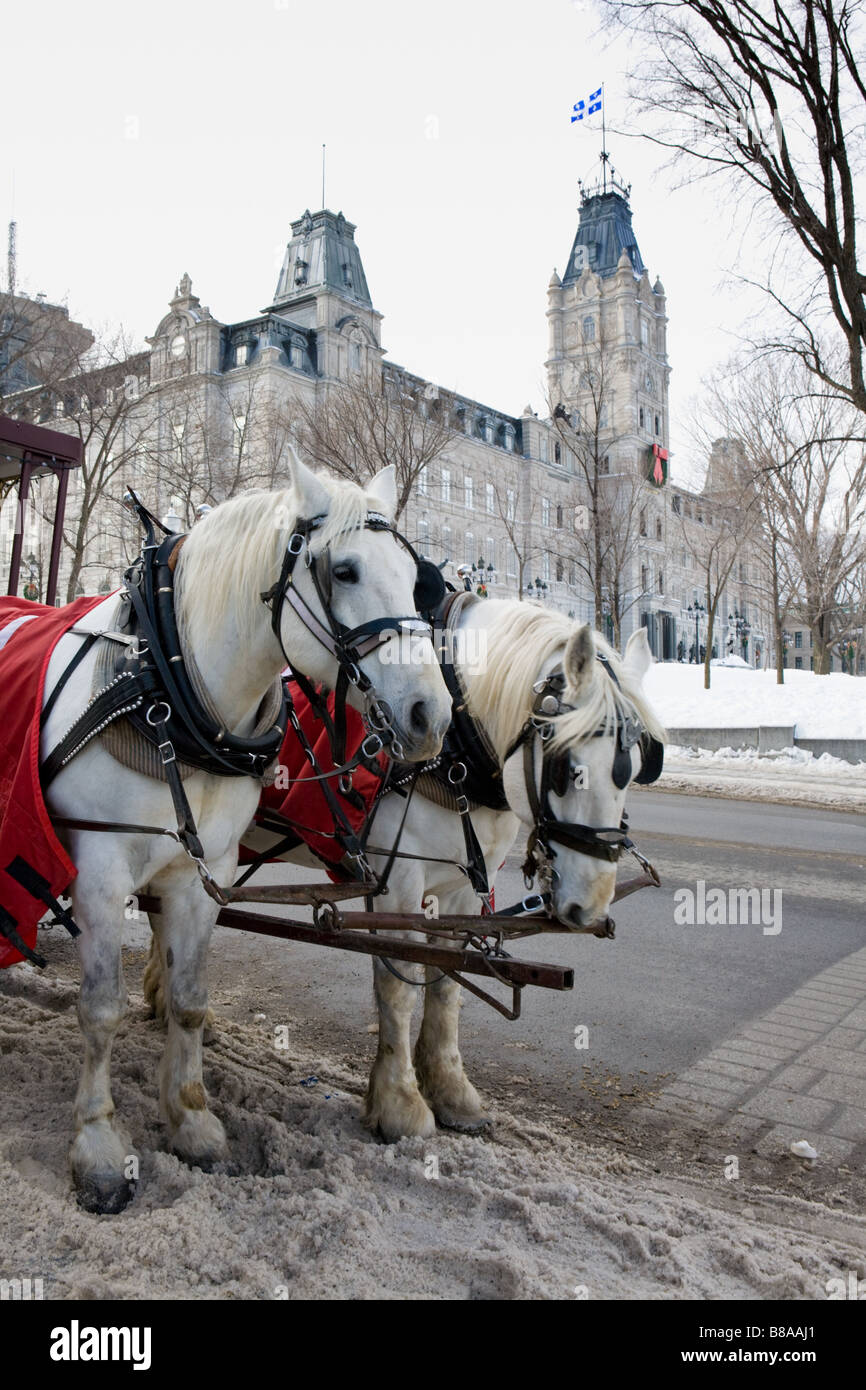 Cavalli e carrello piloti attendono vicino al Parlamento di Quebec City in Canada Foto Stock