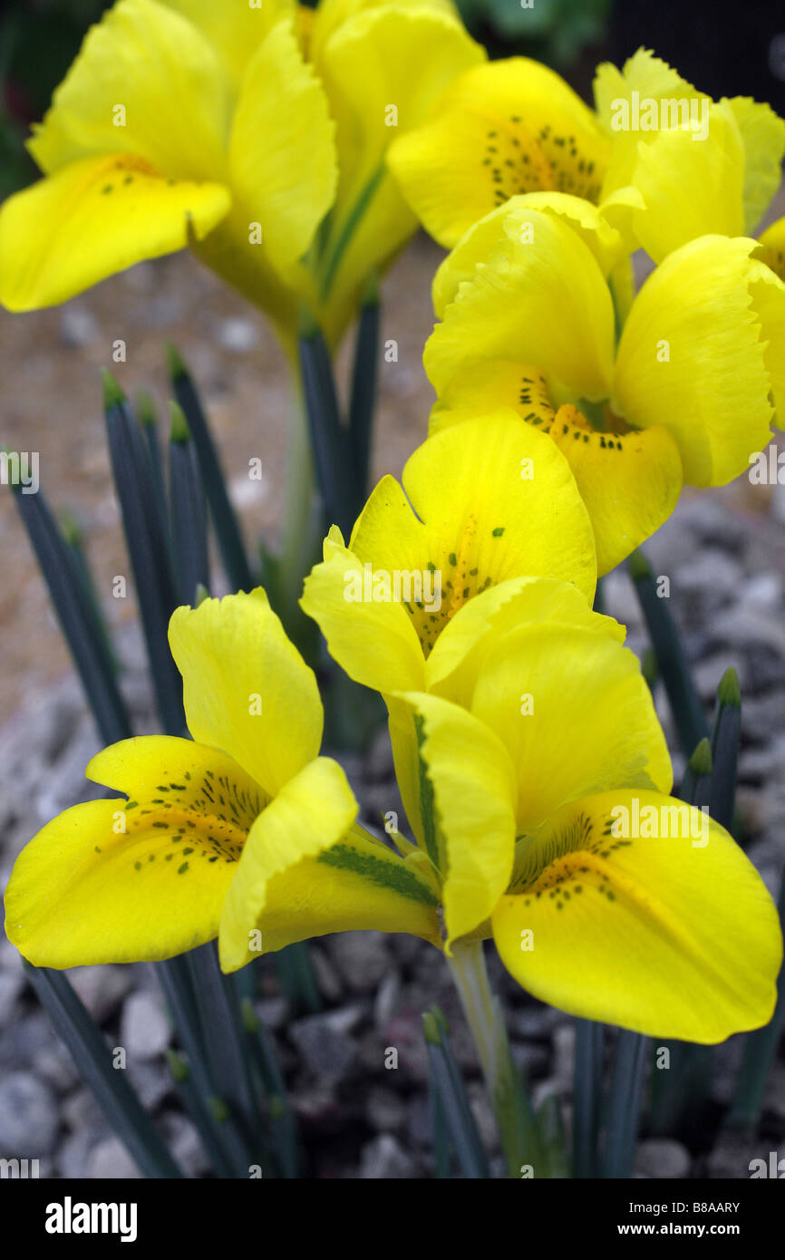 IRIS DANFORDIAE ad RHS Wisley GARDEN REGNO UNITO Foto Stock