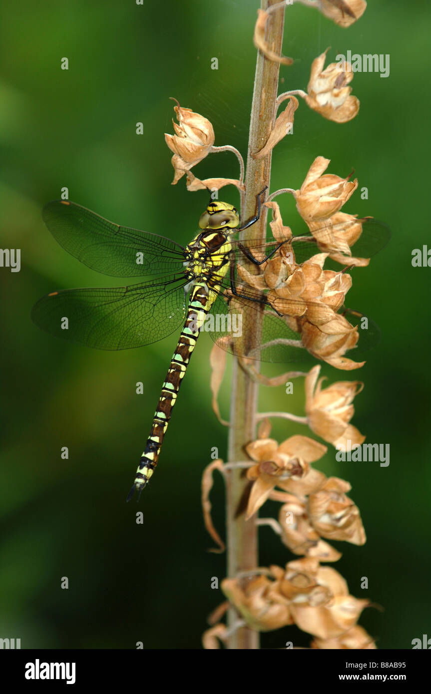 Libellula Aeshna su un foxglove Foto Stock