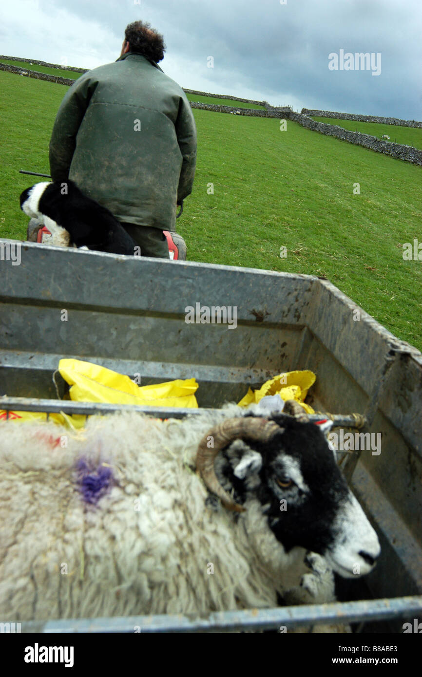 Un agricoltore stoppa le sue pecore in un rimorchio con la sua moto quad, in Yorkshire Dales REGNO UNITO Foto Stock