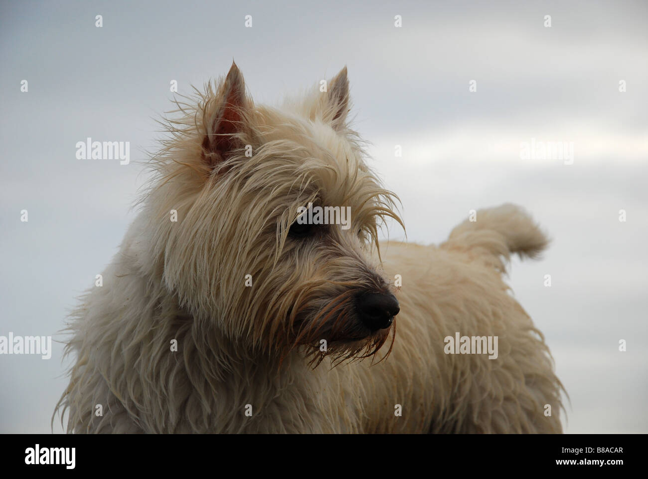 Un wet West Highland Terrier contro un cielo grigio sfondo Foto Stock