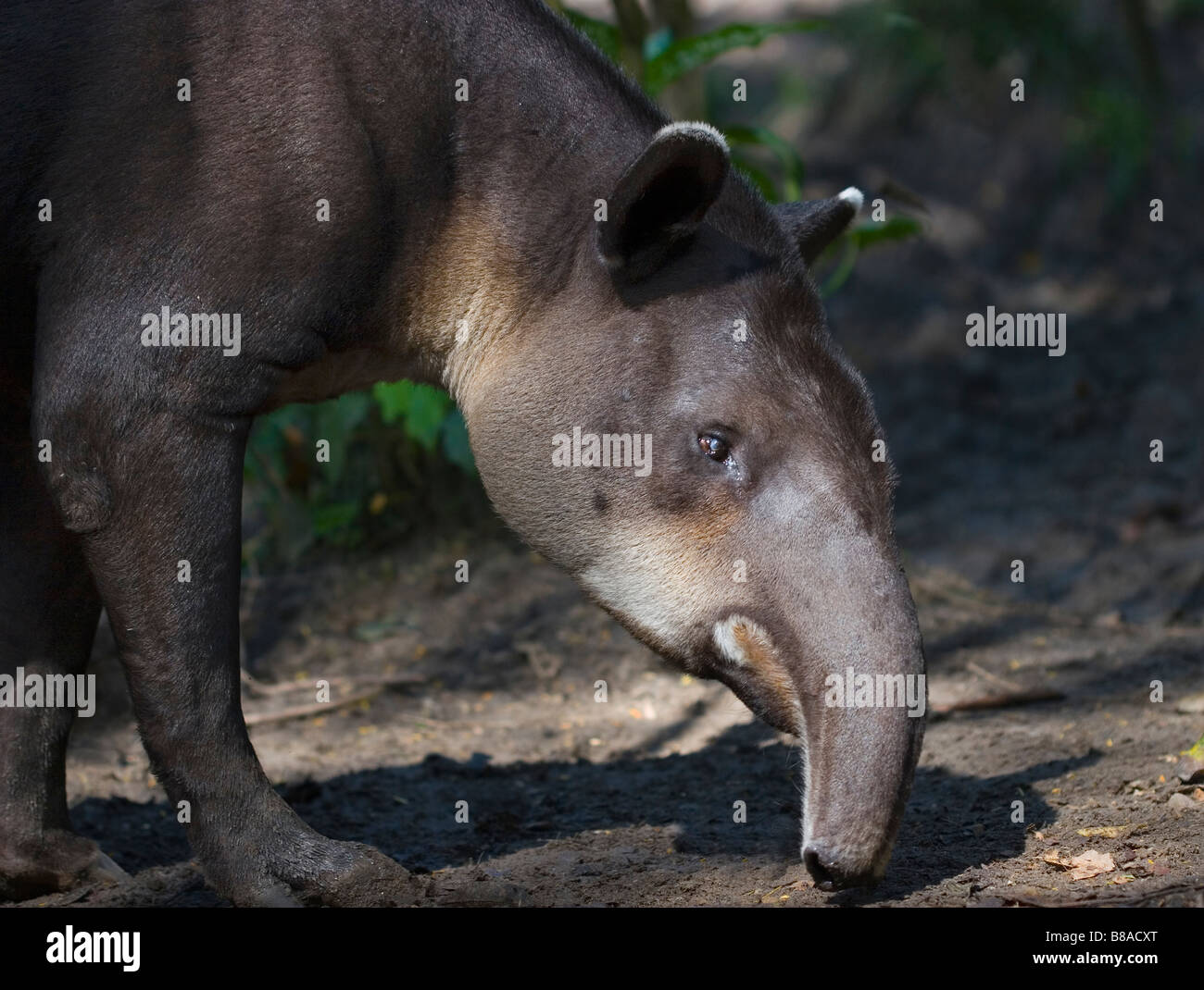 BAIRD, il tapiro (Tapirus bairdii) Belize, America centrale. Foto Stock