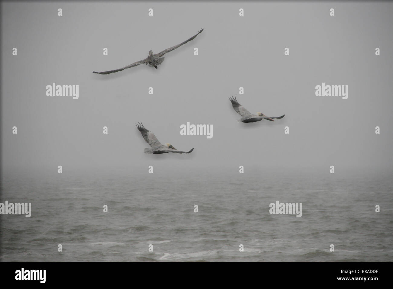 3 pellicani volando sopra la baia di Mobile golfo del Messico flottante con una luce soffusa nuvoloso mattinata nebbiosa Foto Stock