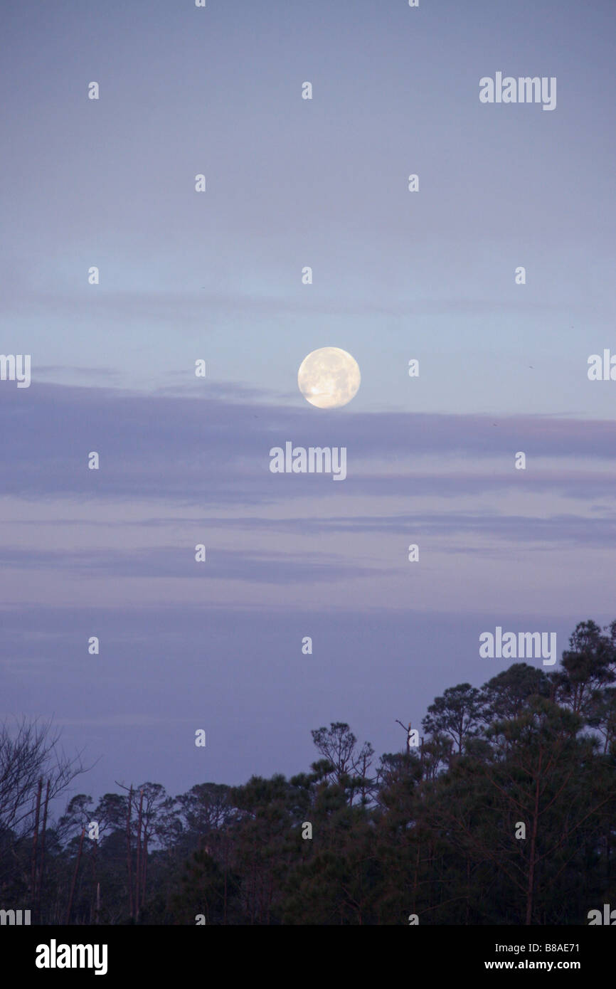 La mattina presto luna ancora brillante in blu cielo nuvoloso con treeline Foto Stock