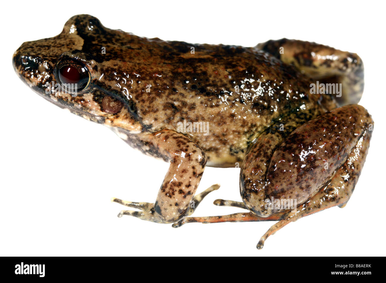 Dark spotted sibilo (rana Leptodactylus discodactylus) Foto Stock