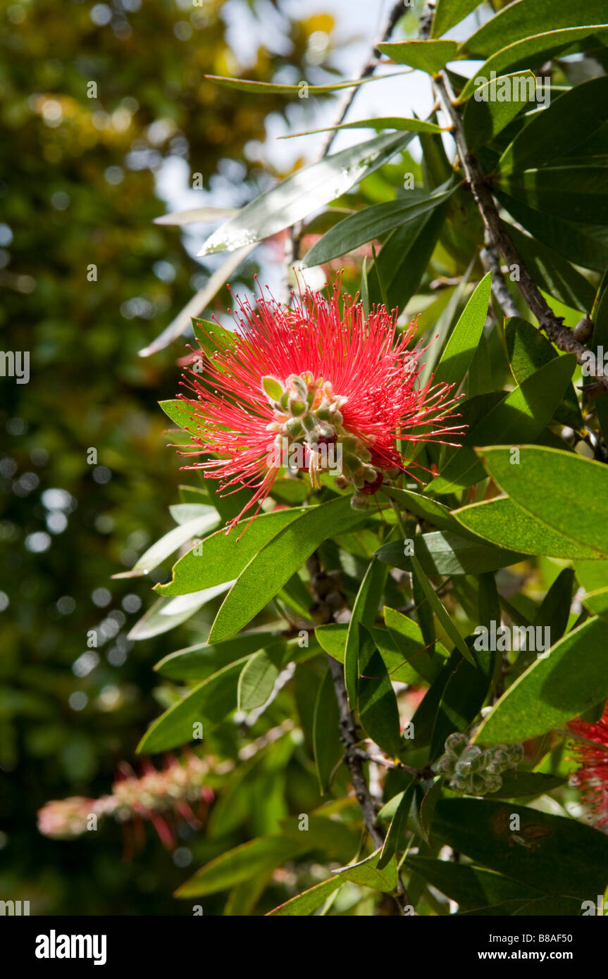 Fiore della Pohutukawa o Nuova Zelanda albero di Natale - Metrosideros excelsa Foto Stock