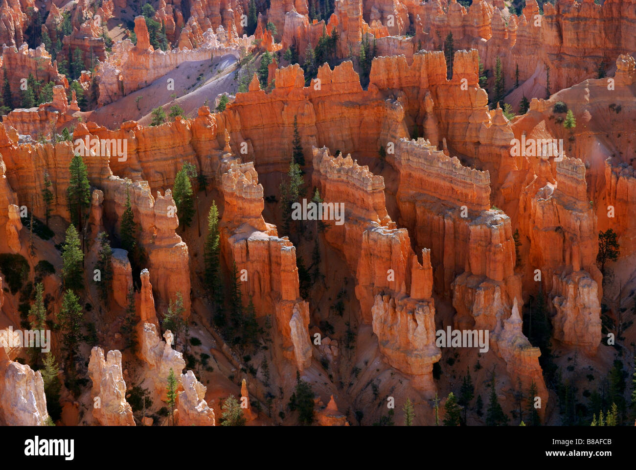 Hoodoos e e i pini nel parco nazionale di Bryce Canyon dello Utah Foto Stock