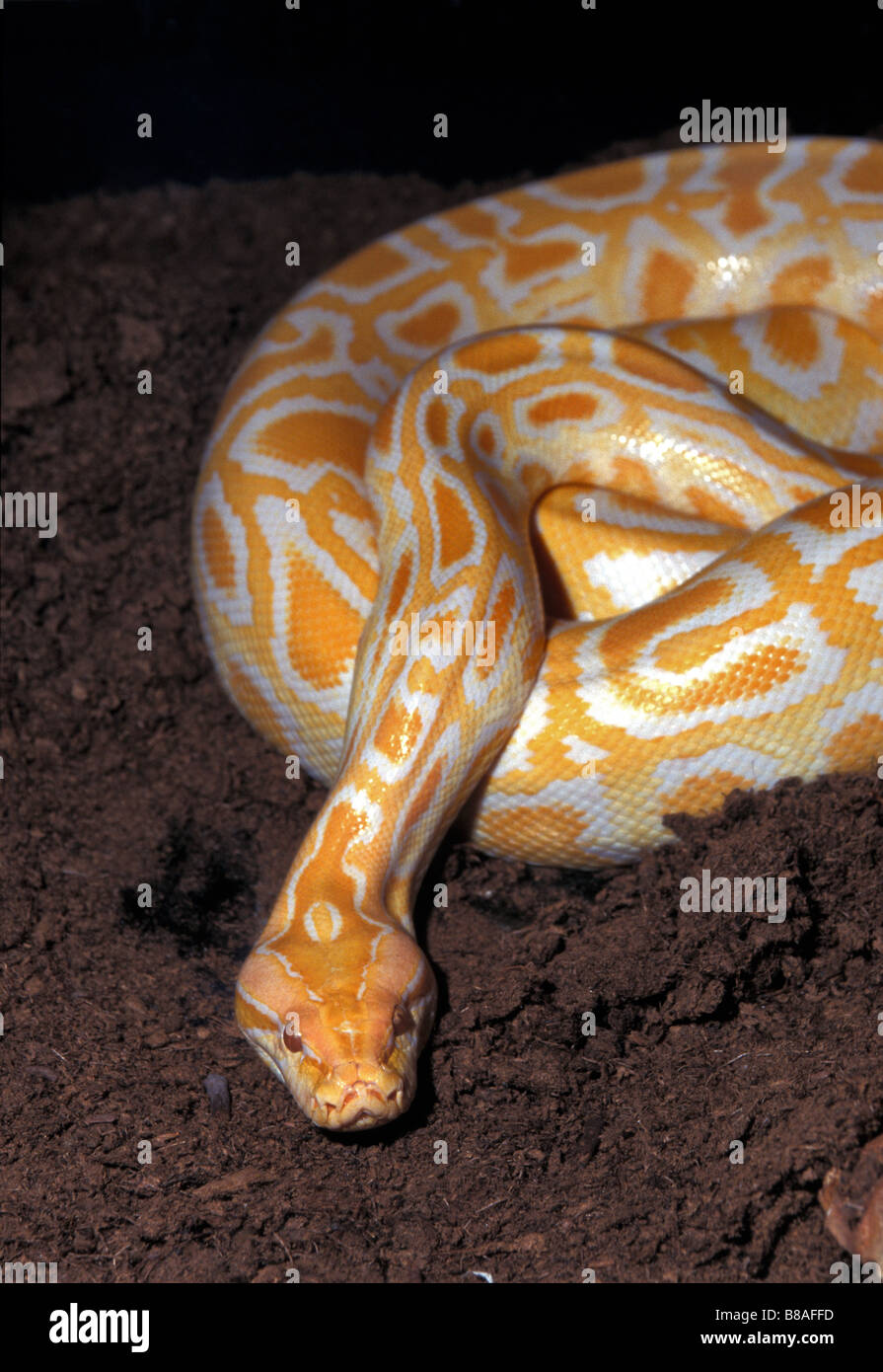Albino birmano, Python Python molurus bivittatus, Asia Foto Stock