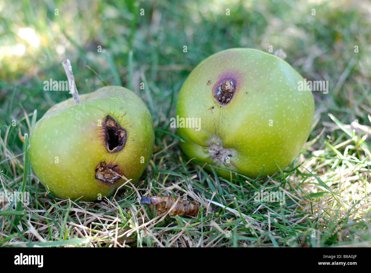 Carpocapsa del melo danni su un mele Foto Stock