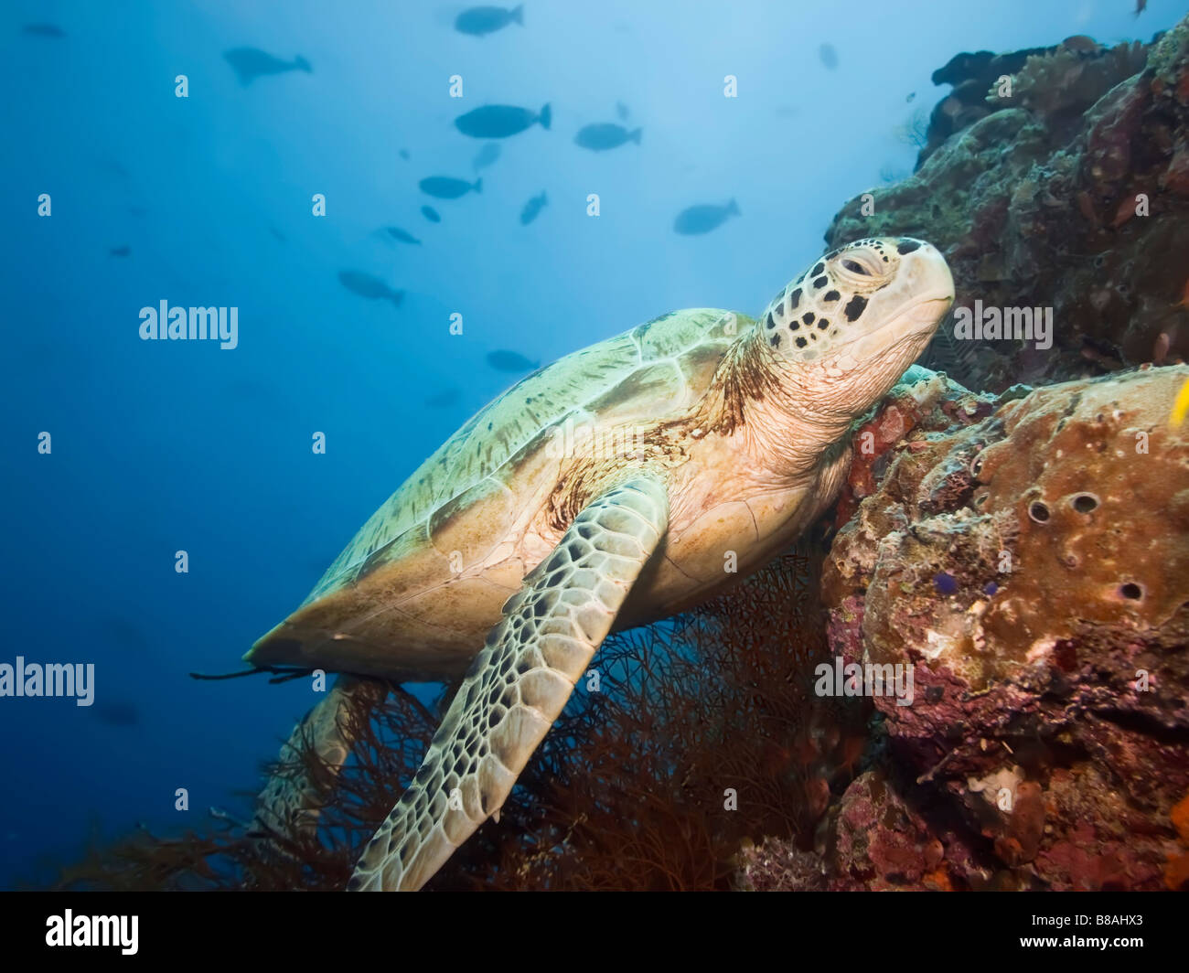 Tartaruga Verde (Chelonia Mydas) Sipadan Celebes mare Foto Stock