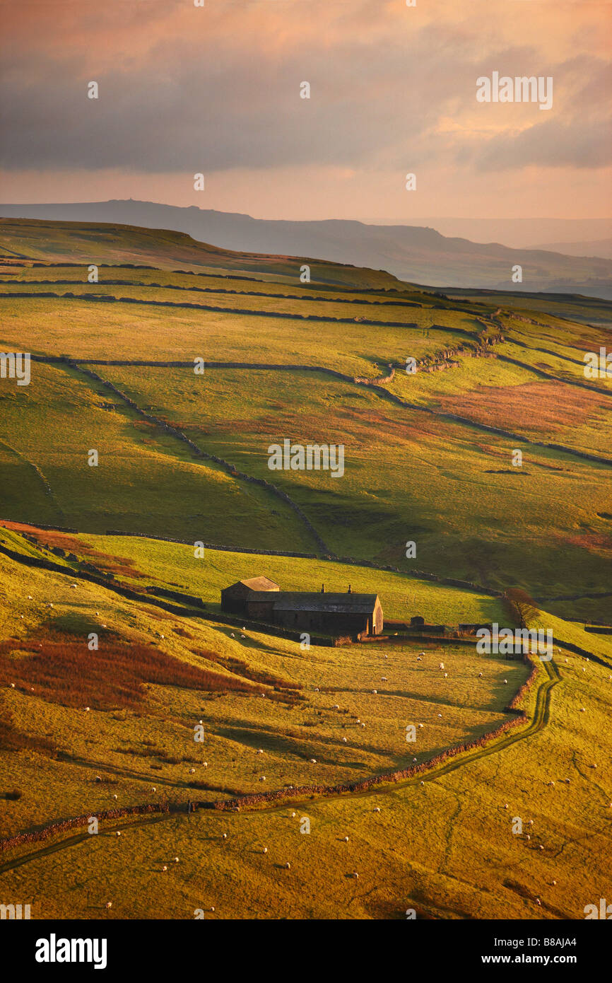 Luce della sera sui muri in pietra e le aziende agricole di Wharfedale, nr Kettlewell, Yorkshire Dales National Park, England, Regno Unito Foto Stock