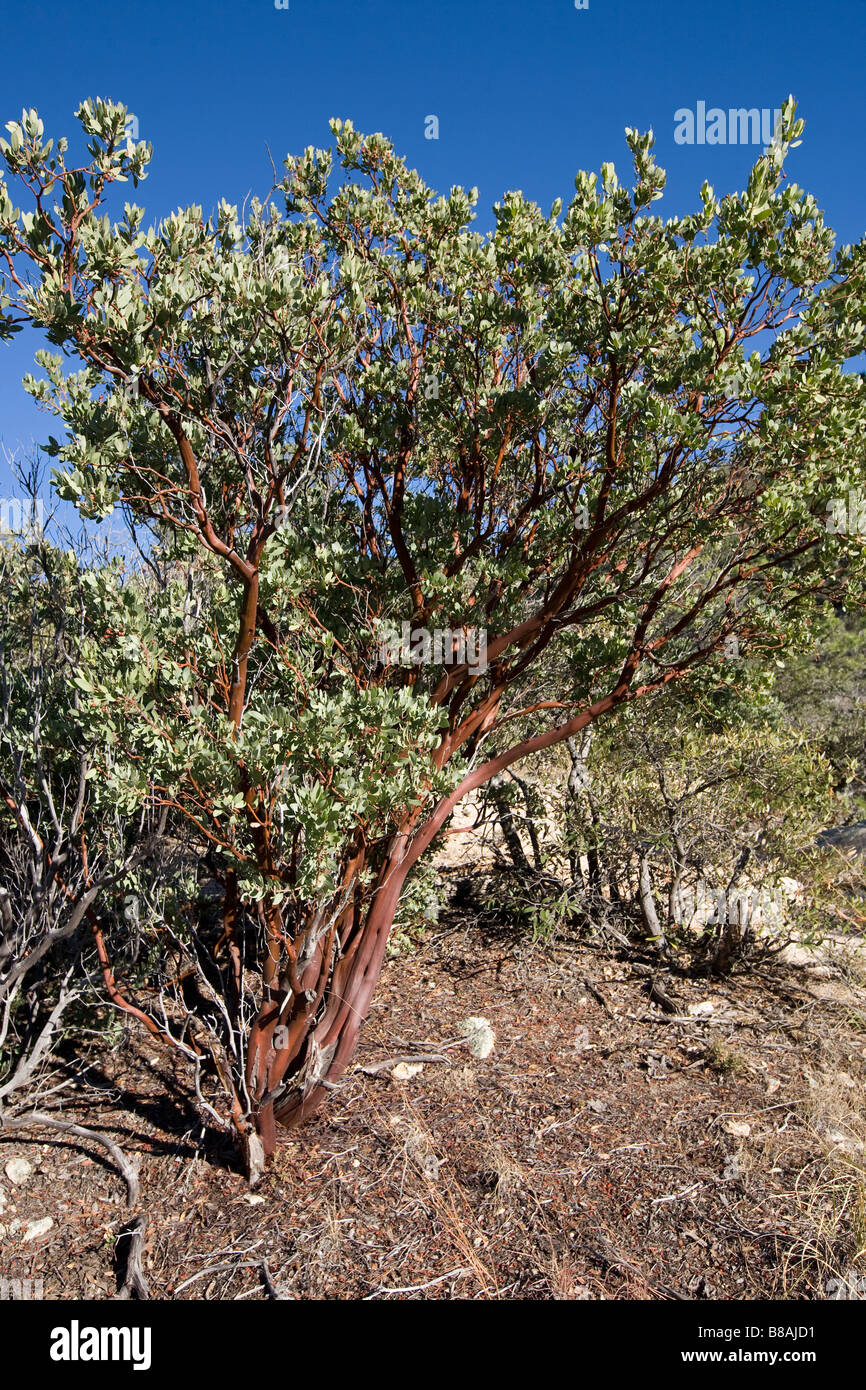 Albero di Manzanita Monte Lemmon Santa Catalina Mountains, Tucson, Arizona. Foto Stock