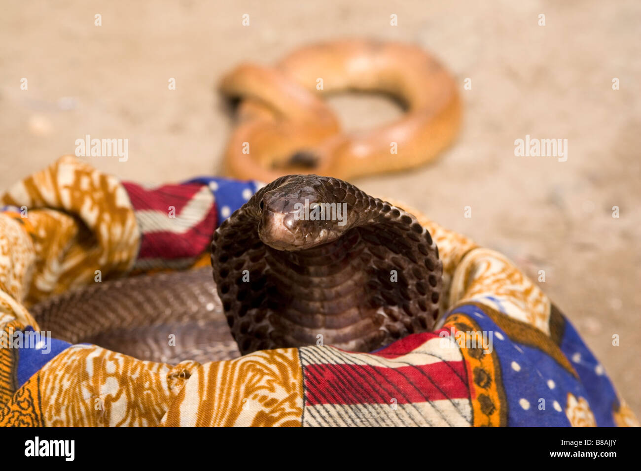 Un picchi cobra fuori dal cestello di una snakecharmer nell'insediamento di Vashisht vicino a Manali in India del nord. Foto Stock