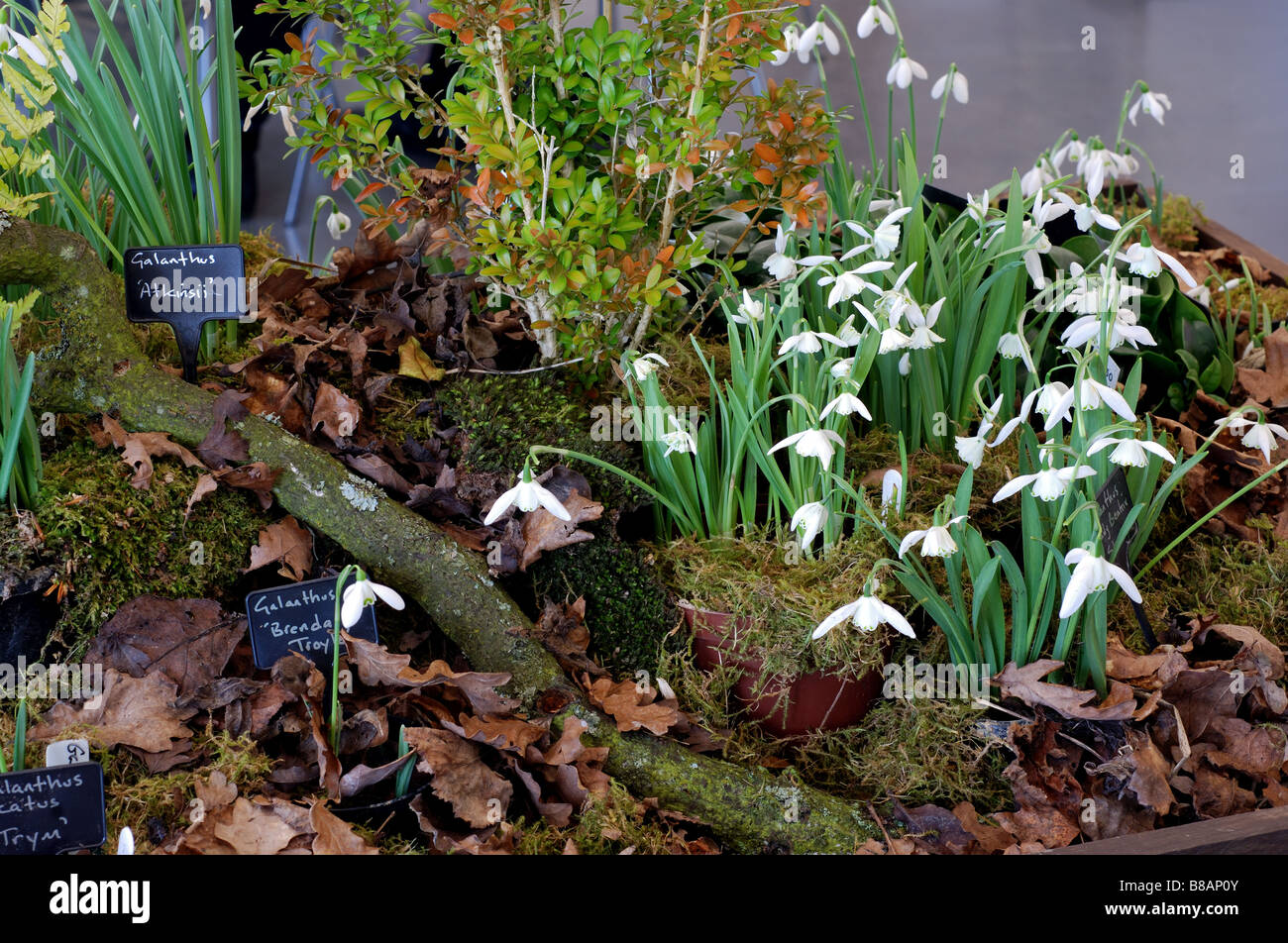 Visualizzazione della Snowdrop varietà Foto Stock