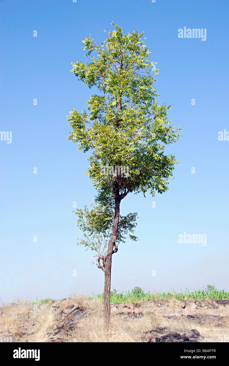 Albero di Neem con cielo blu, Jejuri, Maharashtra, India. Azadirachta indica. Utilizzate sia per i prodotti cosmetici e di medicina Ayurvedica Foto Stock