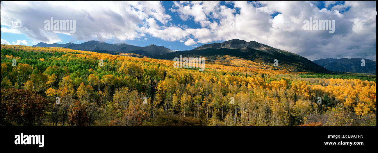 Mt Beckwith Aspen Forest Fallm Kebler Pass, Colorado Foto Stock