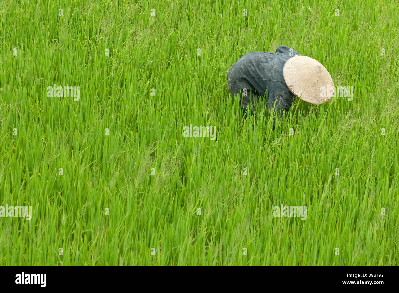 Singola persona vietnamita con stile asiatico cappello conico tendendo il riso in risaie isolata su uno sfondo verde di raccolti di riso Foto Stock