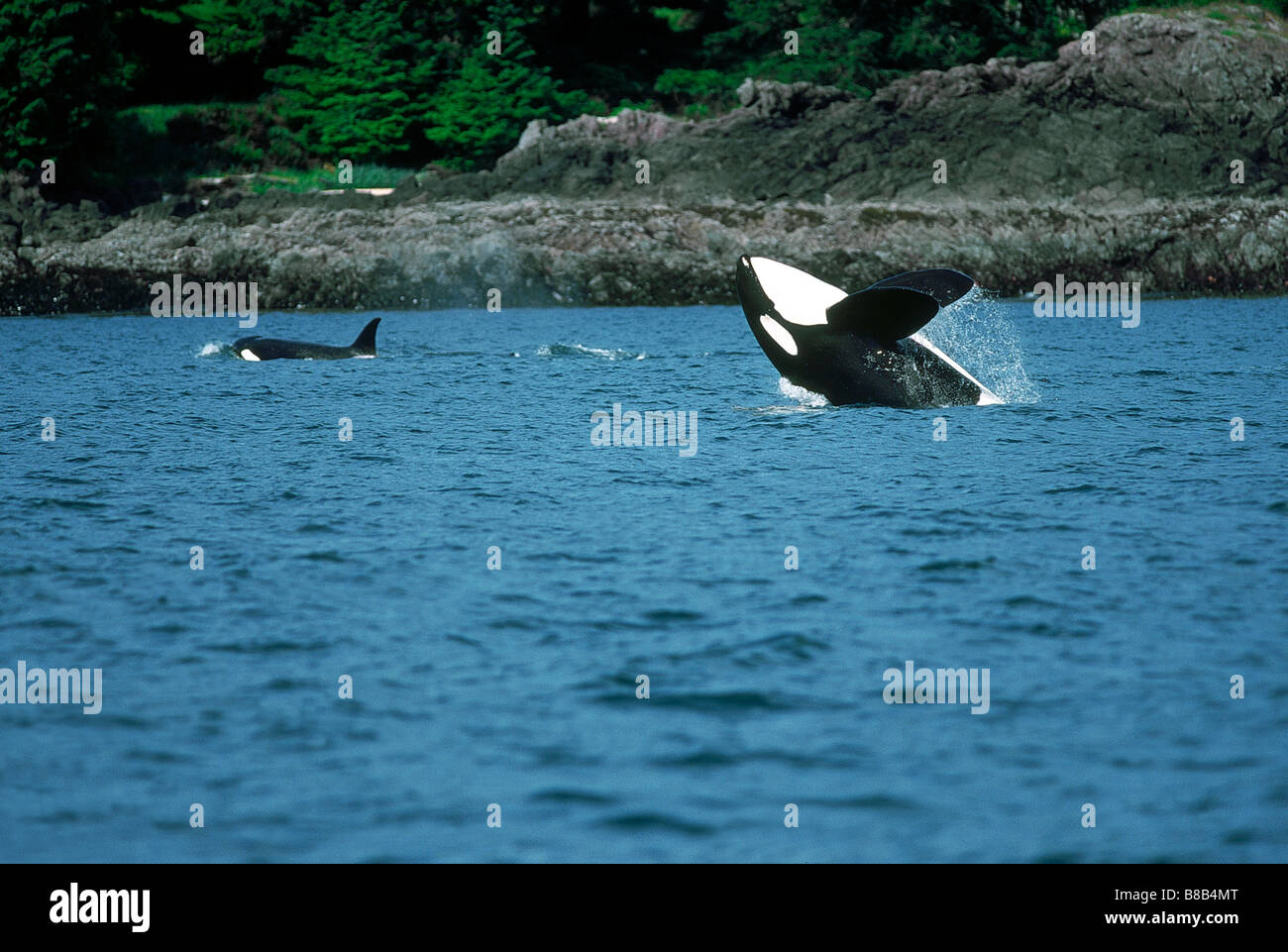 Orca maschio (Orcinus orca) violare, Clayoquot Sound, Isola di Vancouver, British Columbia, Canada Foto Stock