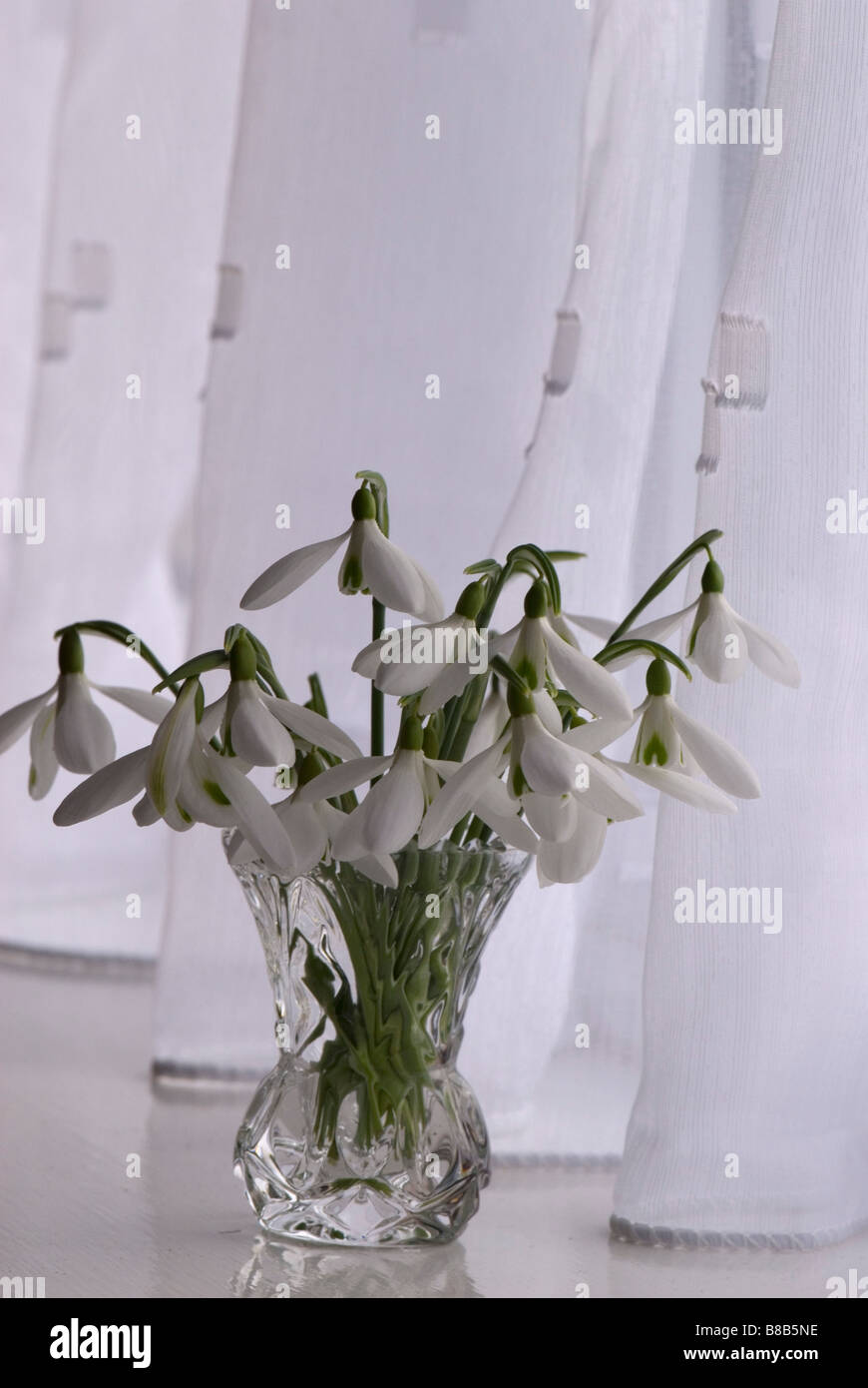 Snowdrops in un vaso di vetro Foto Stock