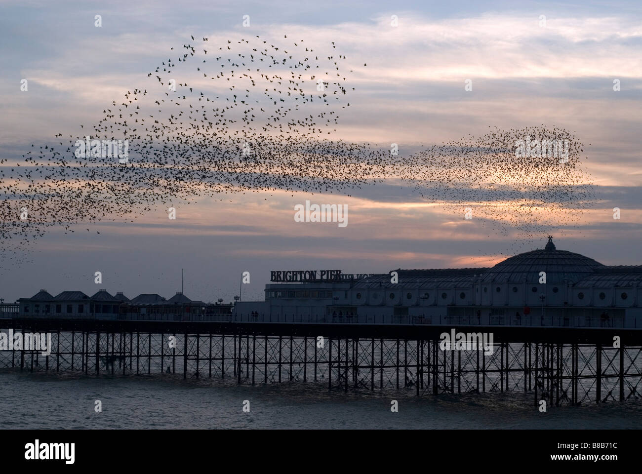 Per gli storni provenienti a roost oltre il molo di Brighton Foto Stock
