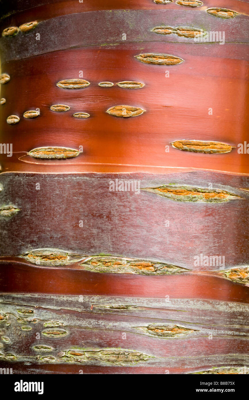 Abstract close up della corteccia di una pianta ornamentale di corteccia di betulla ciliegio (Prunus serrula) Foto Stock