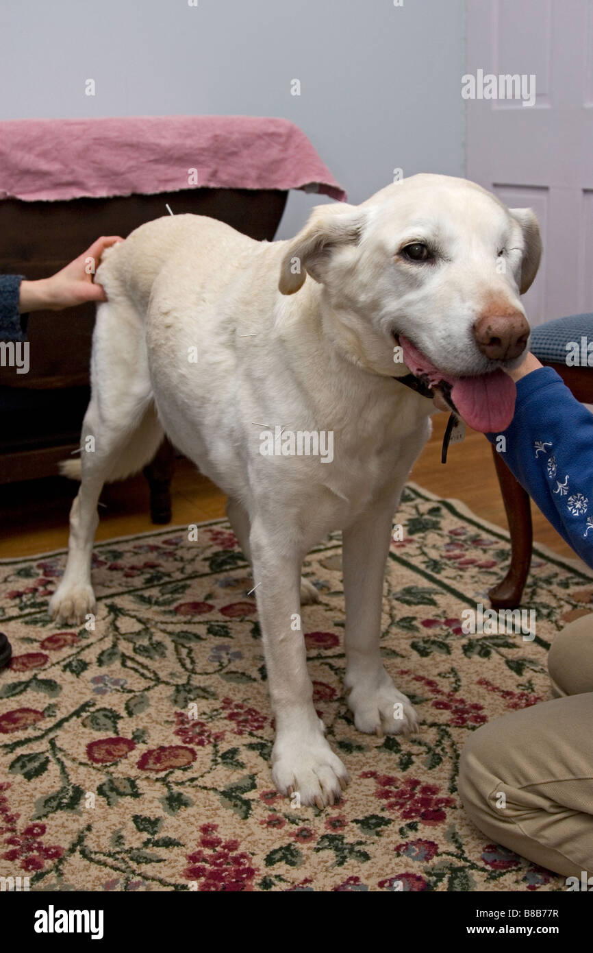 Cane riceve un trattamento di agopuntura per artrite dolore. Foto Stock