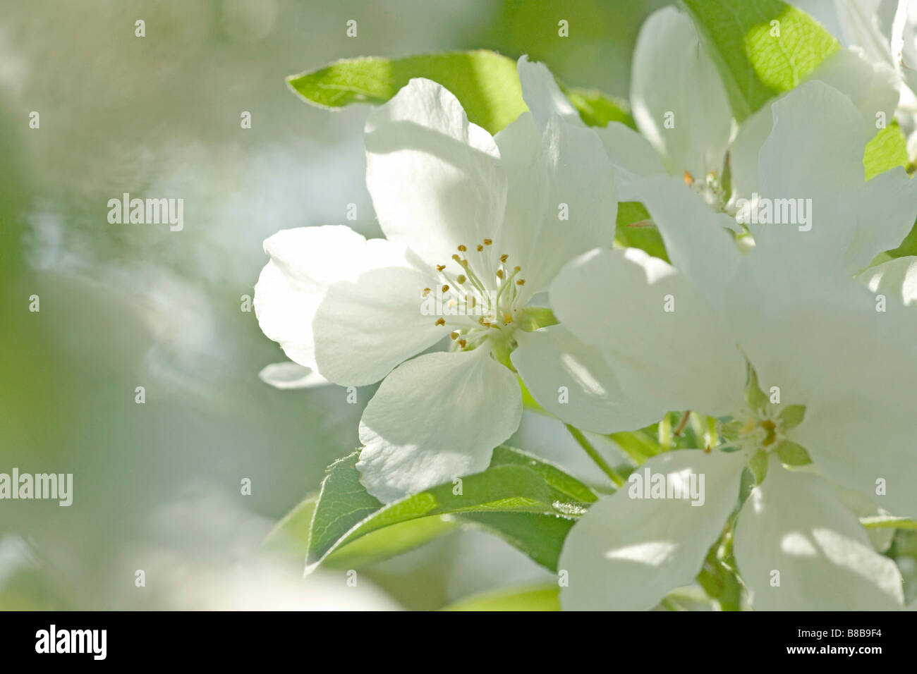 Angelo bianco Crabapple Blossom, Toronto, Ontario Foto Stock