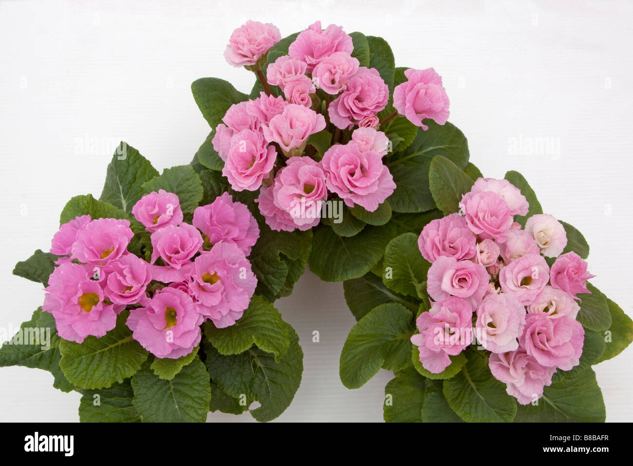 Tre primulas rosa contro uno sfondo bianco Foto Stock