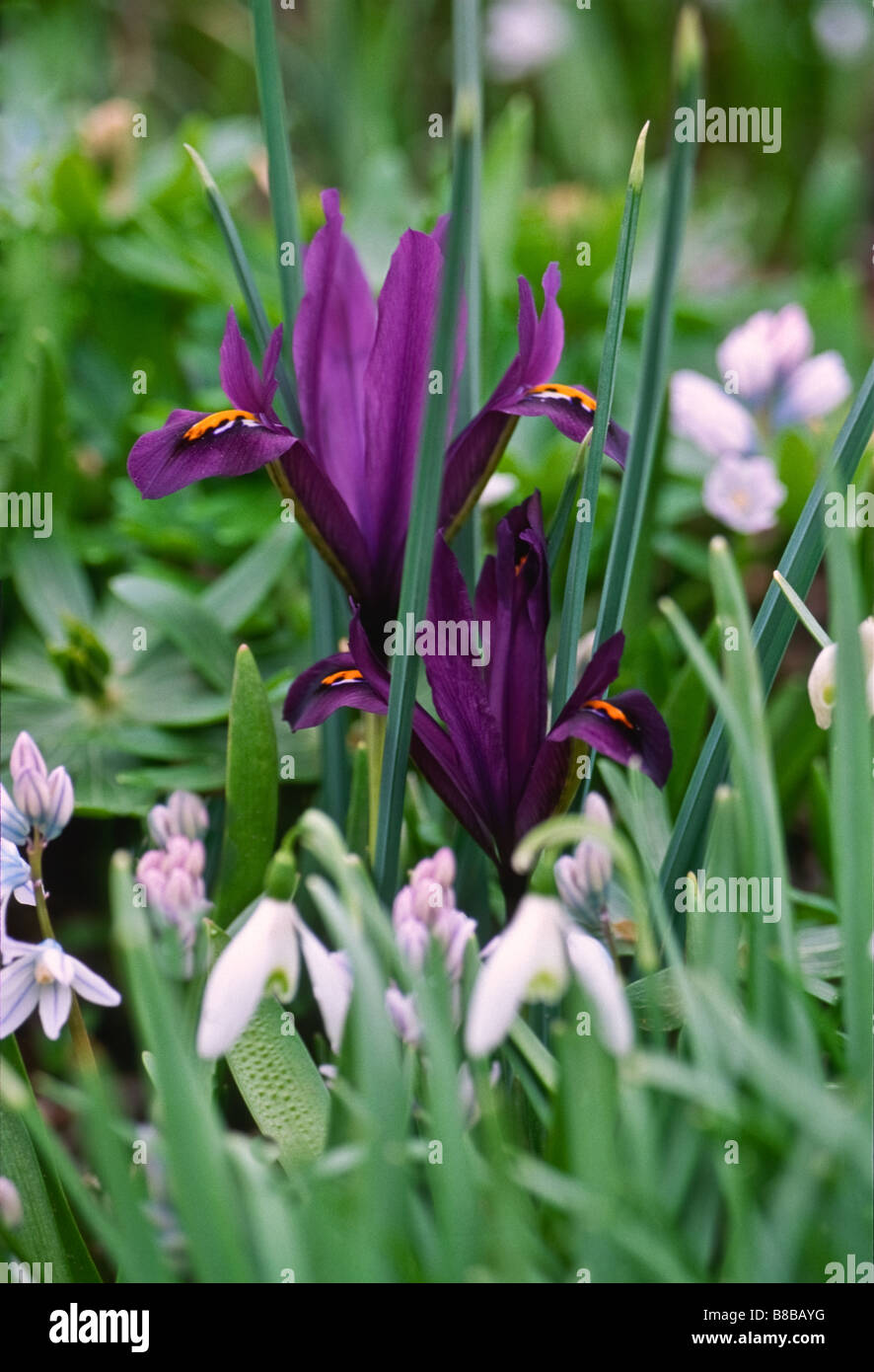 Questa combinazione di tre lampadine giardino, iris reticolata, bucaneve, e gloria della neve, bloom insieme nel tardo inverno. Foto Stock
