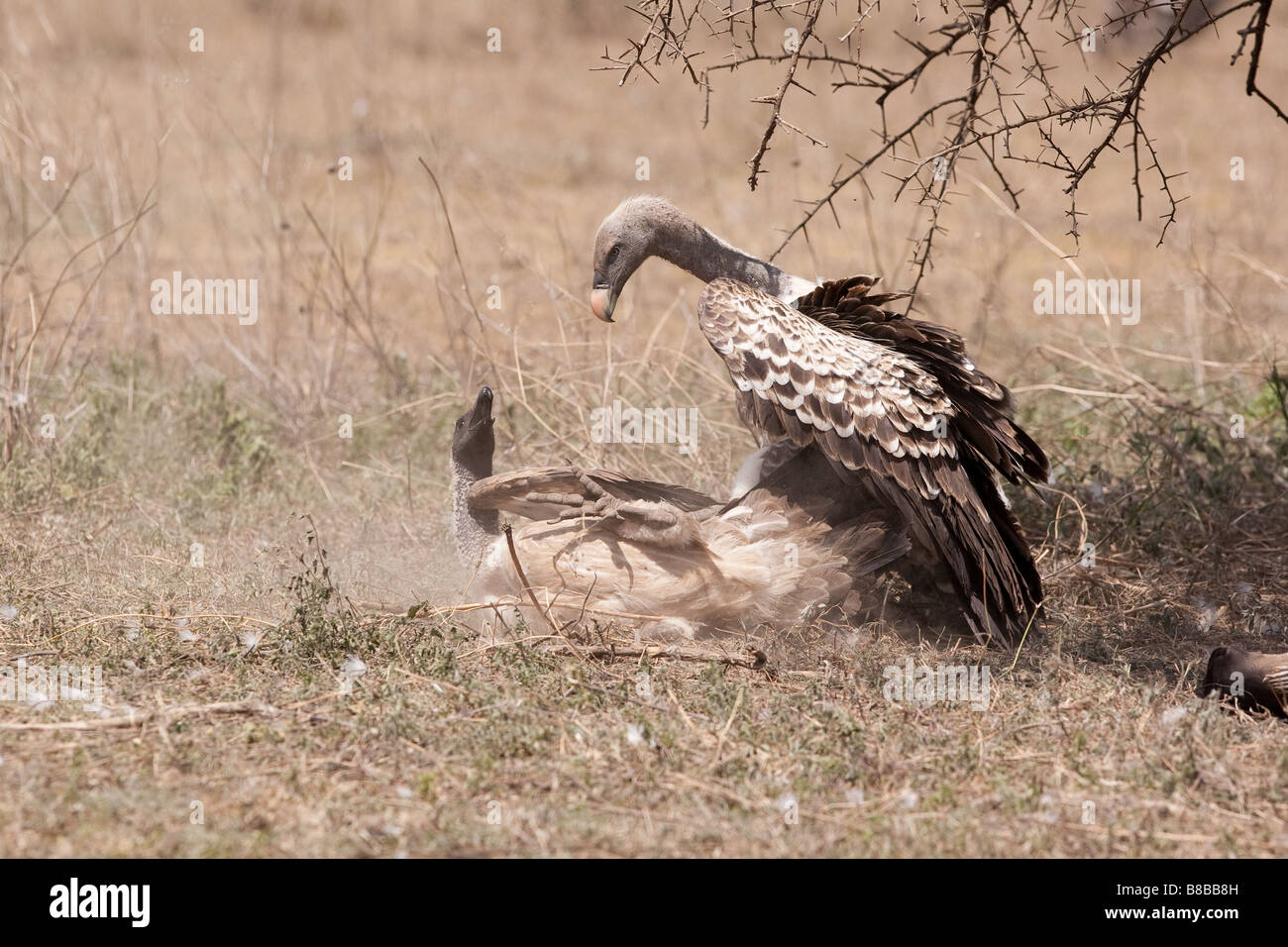 La Ruppell grifoni combattono in Ndutu, nel Ngorongoro Conservation Area della Tanzania Foto Stock