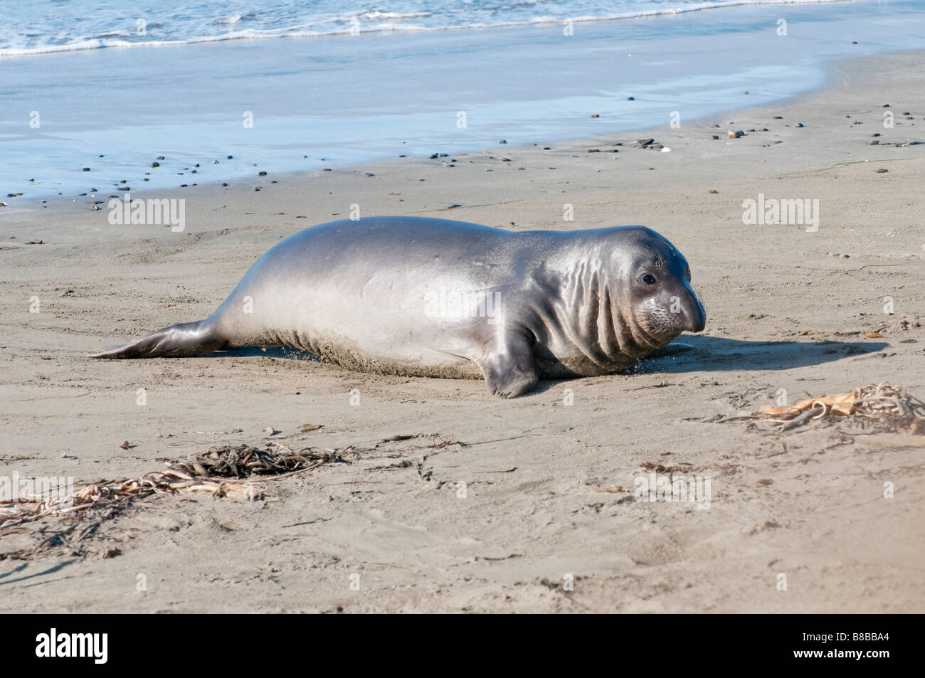 Vedere Elefant Mirounga angustirostris guarnizione di elefante Foto Stock