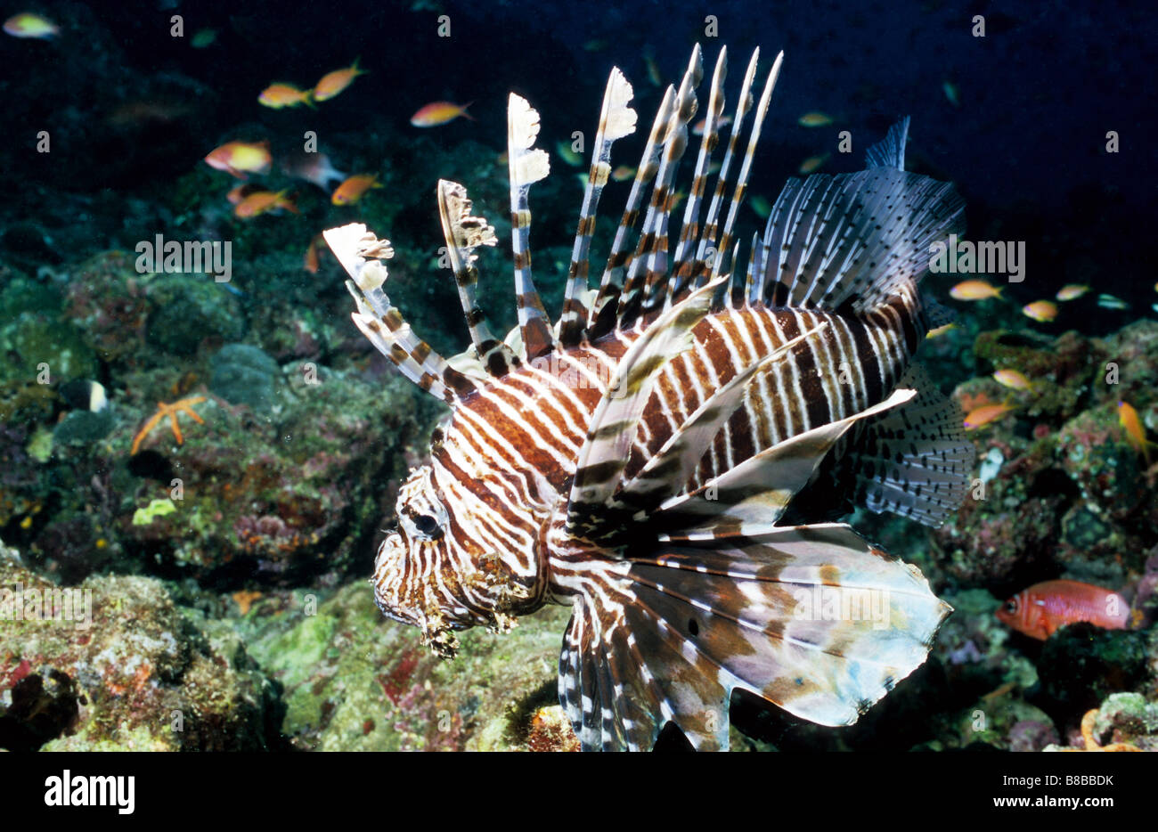 Scorfani. Famiglia: Scorpaenidae. Leone o Turkeyfish. Pterois Volitans. Pungiglione velenoso in spine dorsali. Maldive. Foto Stock
