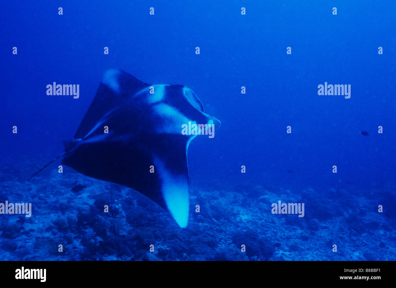 Manta Ray, sott'acqua. Manta Birostris. Grande Manta Ray scivola passato. Oltre a Maldive Reef. Vita sottomarina, Maldive. Foto Stock