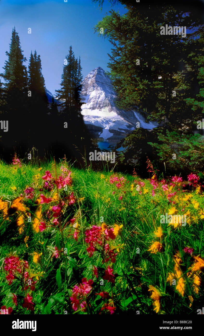 Jerry Kobalenko; Mt Assiniboine paesaggio w/fiori selvatici alpini B C Foto Stock