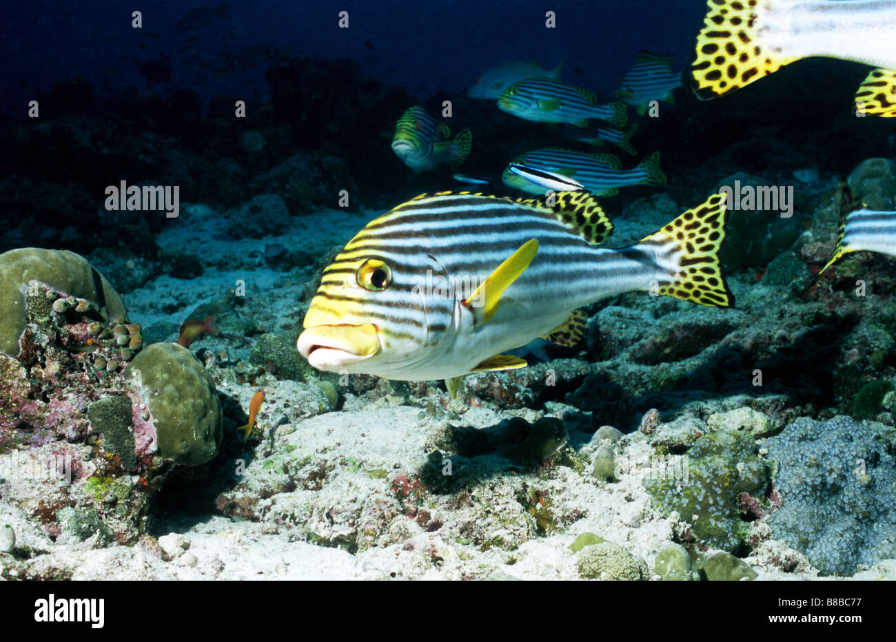 Sweetlips in corrispondenza di una stazione di pulizia. Perciformes. Plectorhinchus Vittatus. Vita sottomarina delle Maldive. Pesci marini. Foto Stock