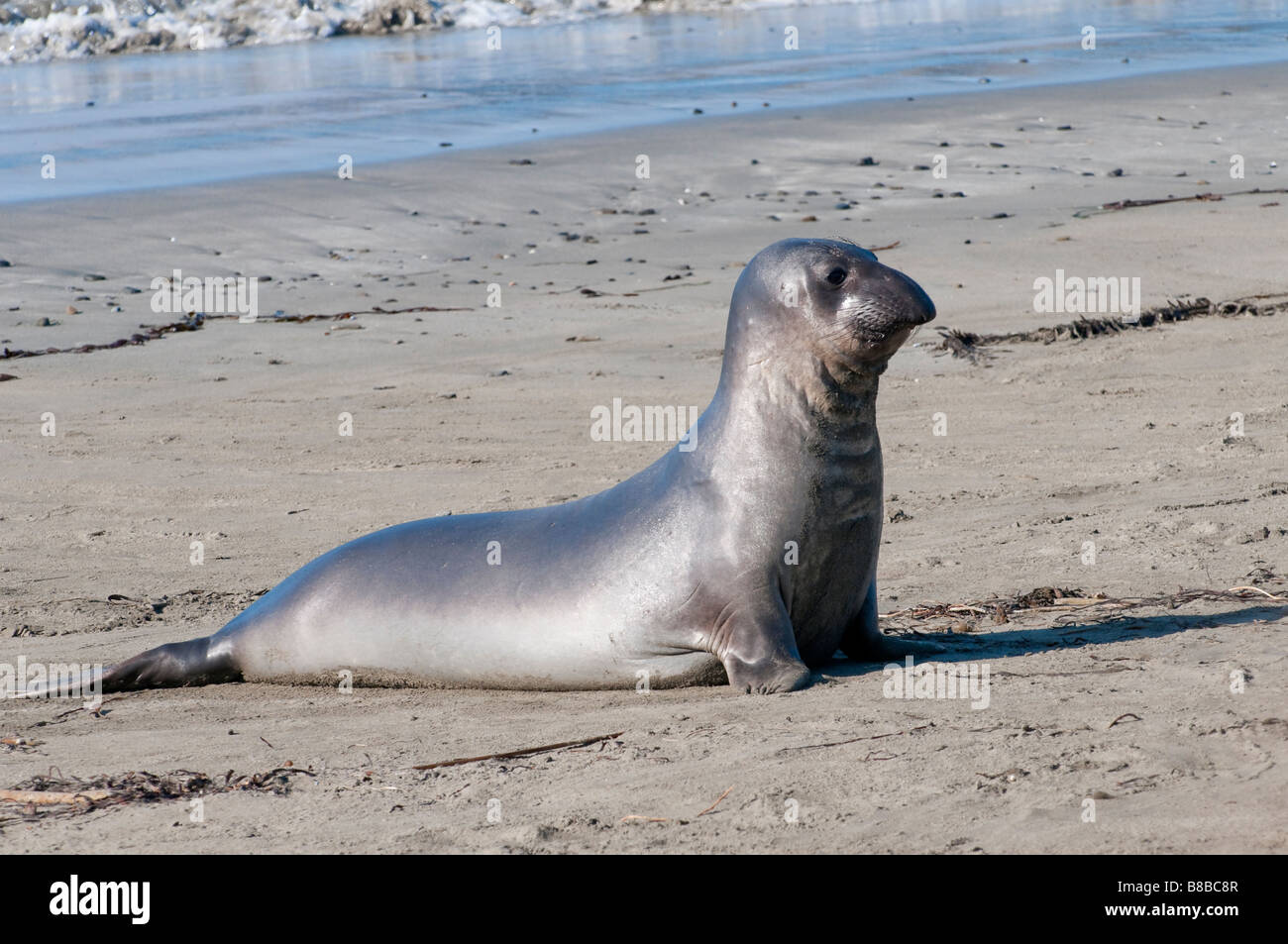 Nördlicher vedere Elefant Mirounga angustirostris settentrionale guarnizione di elefante Foto Stock