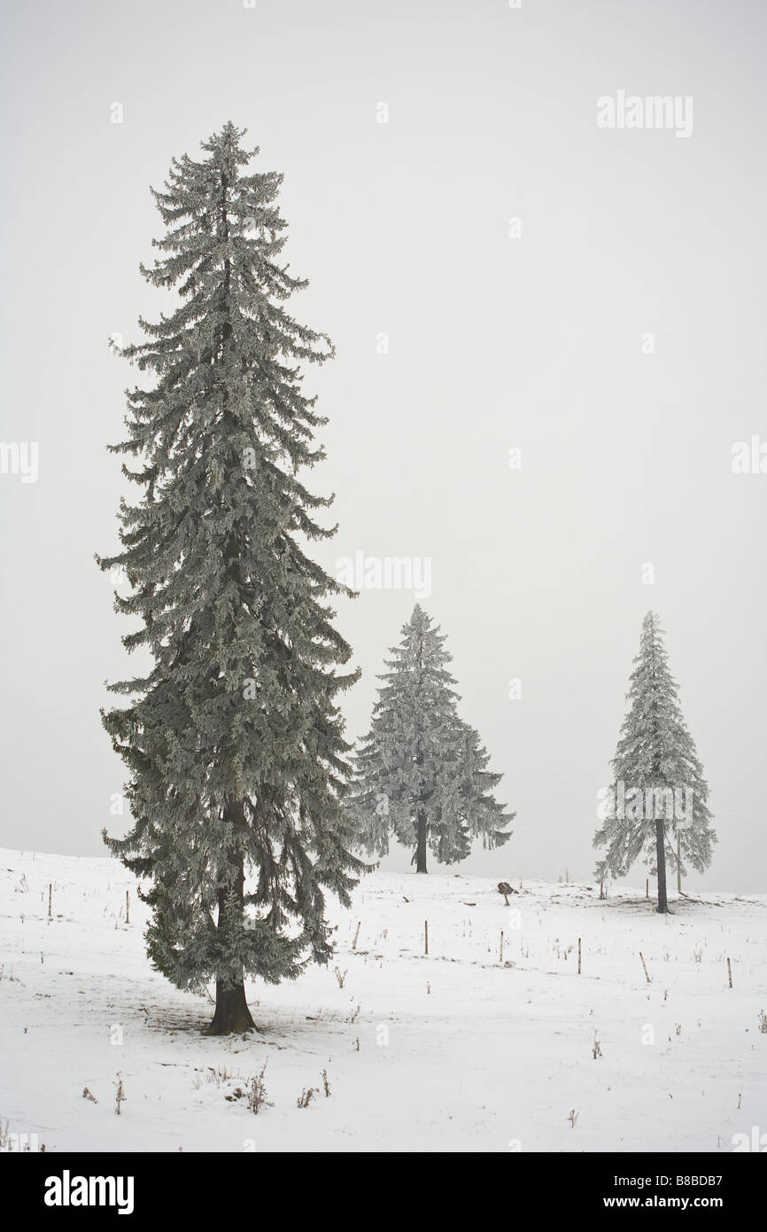 Pini coperti di neve in un nuvoloso giorno di inverno Foto Stock