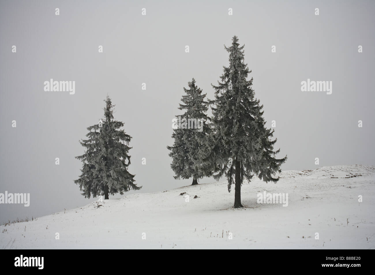 Pini coperti di neve in un nuvoloso giorno di inverno Foto Stock