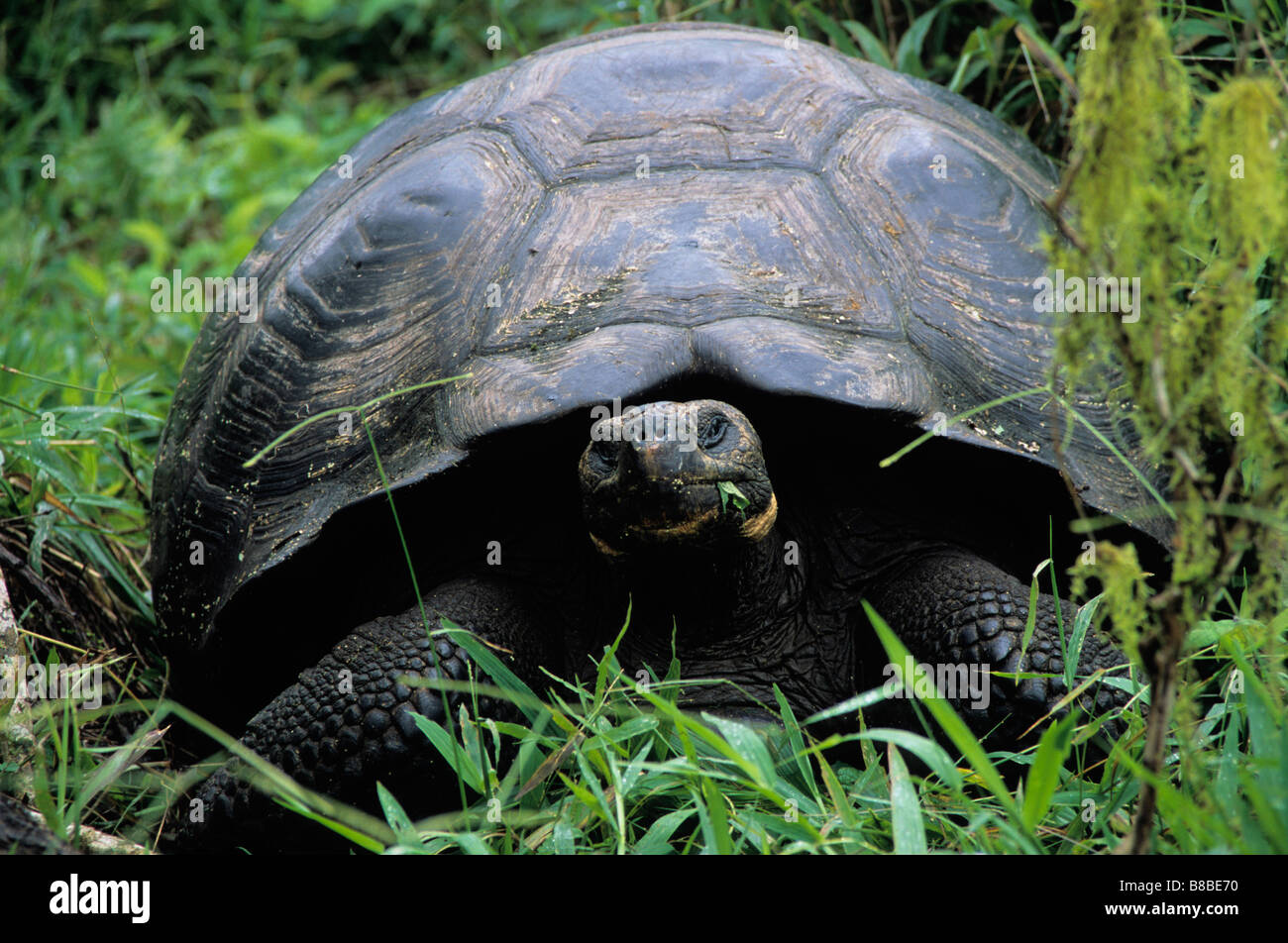 Le Galapagos tartaruga, Arcipelago delle Galapagos, Isola di Santa Cruz, Ecuador Foto Stock
