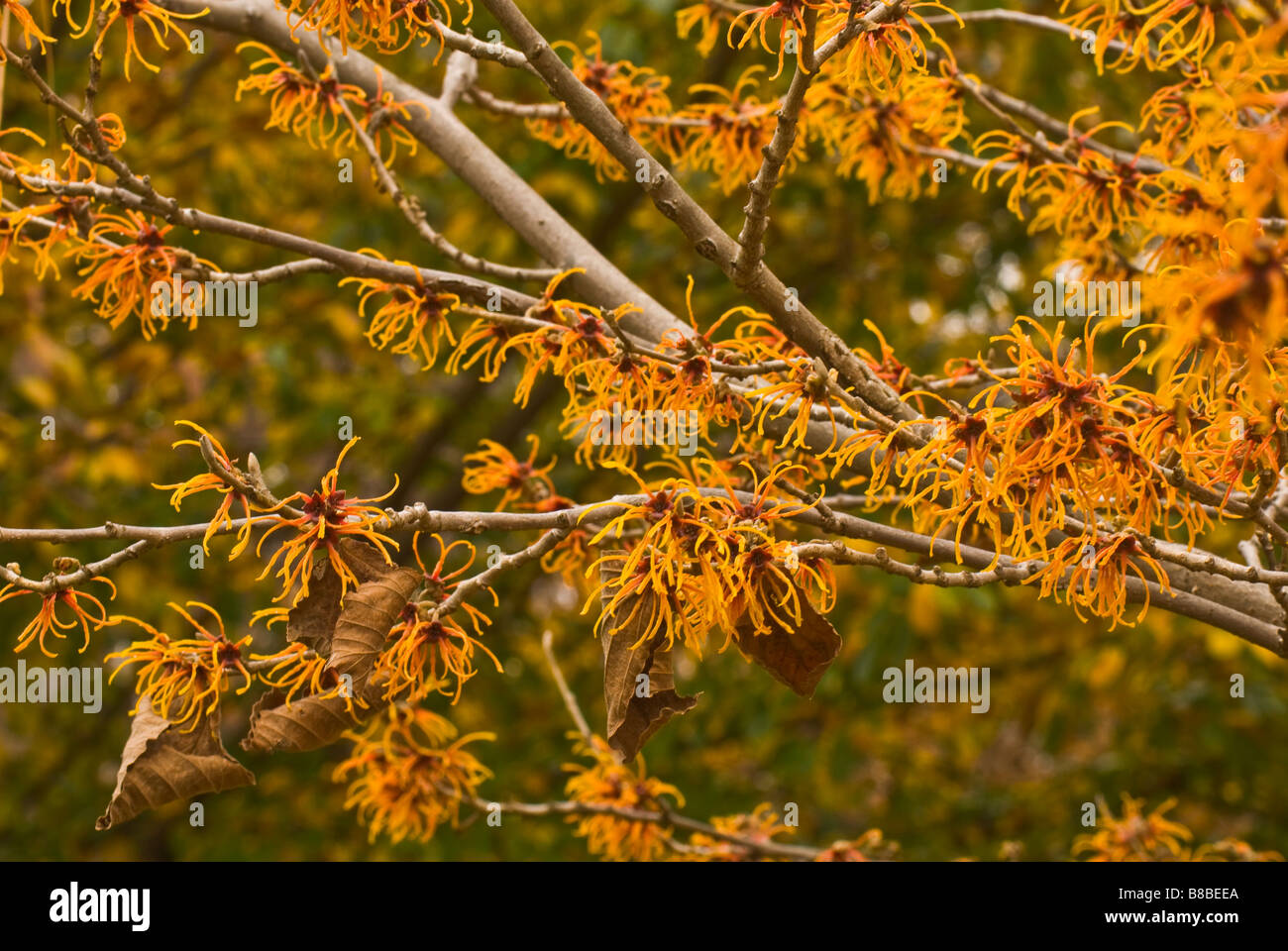 Close-up di Hamamelis x intermedia "Jelena' (amamelide) un arbusto che fiorisce a fine inverno. Foto Stock