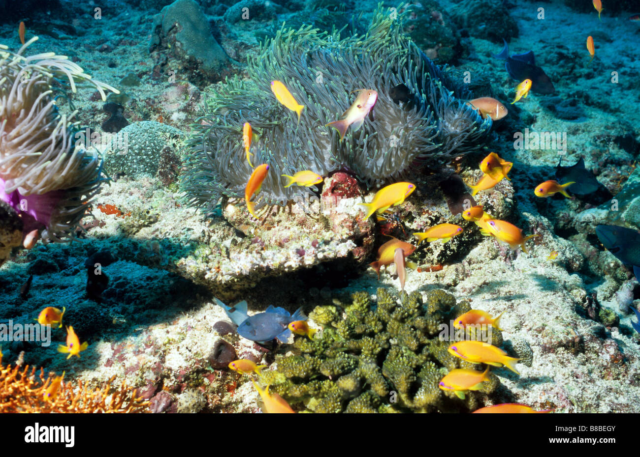 Occupato Coral reef scena, con coralli duri, anemoni e anthias. Vita sottomarina delle Maldive. Mare dei Coralli e anemoni. Foto Stock