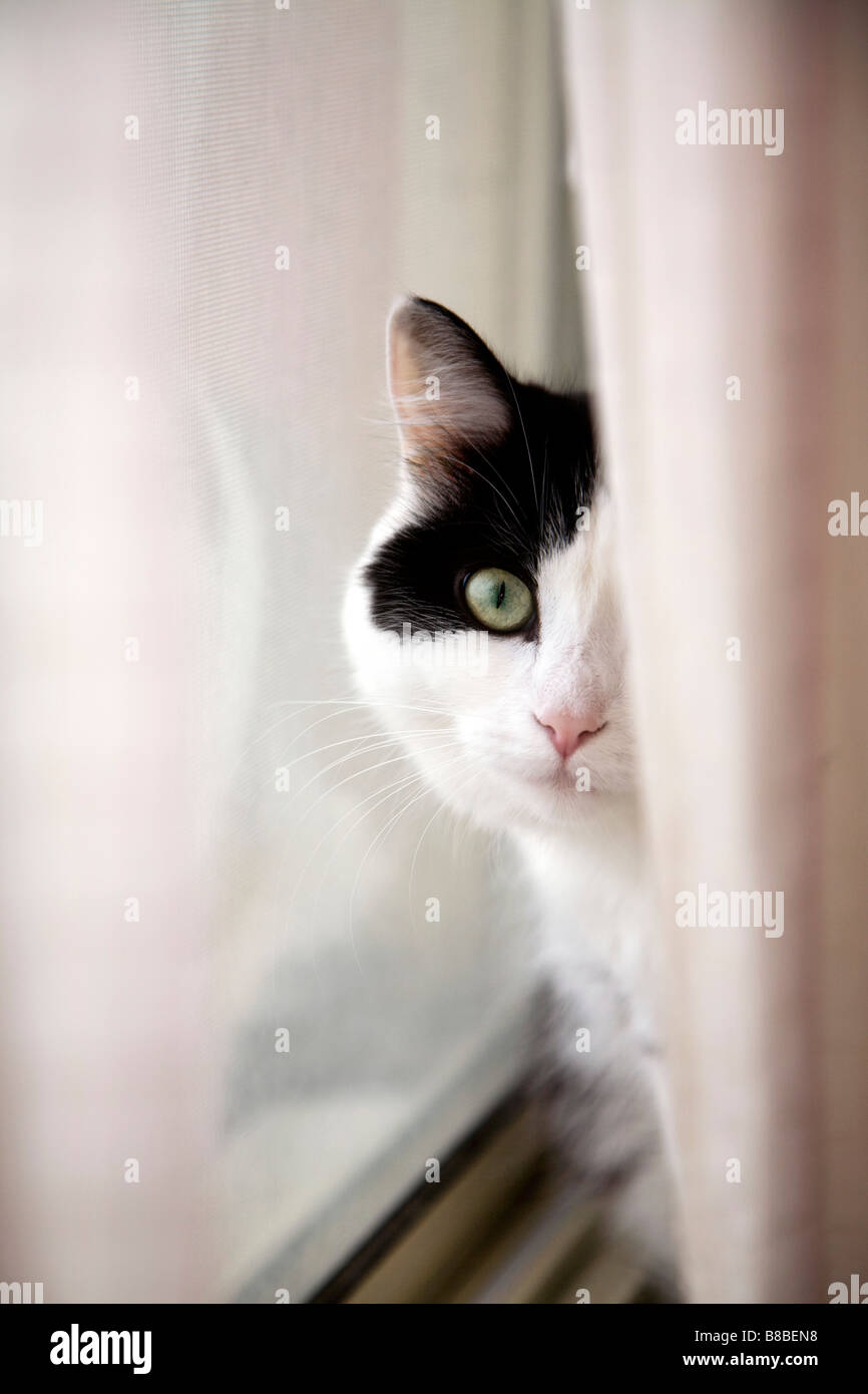Cat Davanzale dietro la cortina Foto Stock