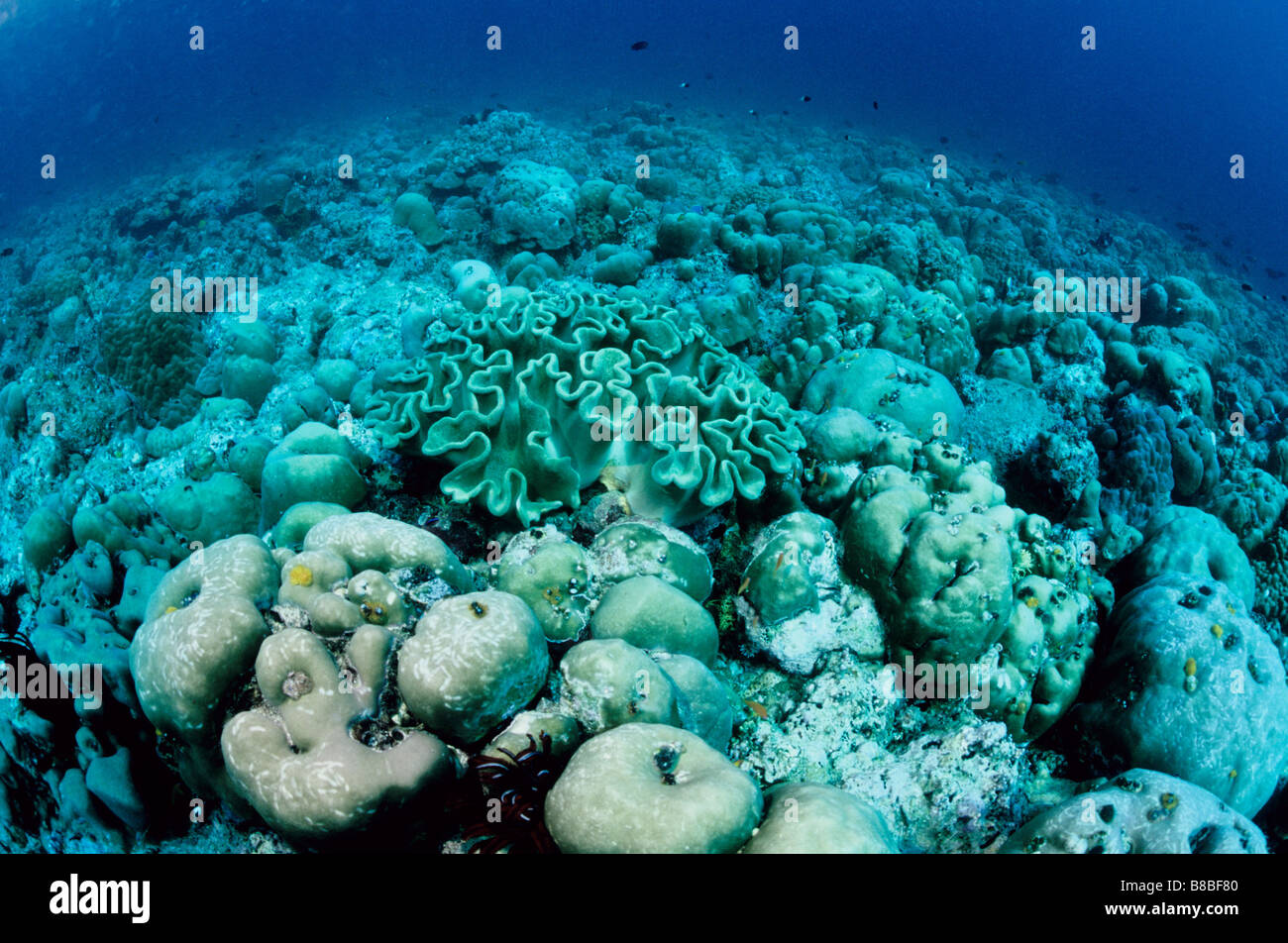 Coralli ovunque, una barriera corallina alle Maldive. Vita sottomarina delle Maldive. Foto Stock