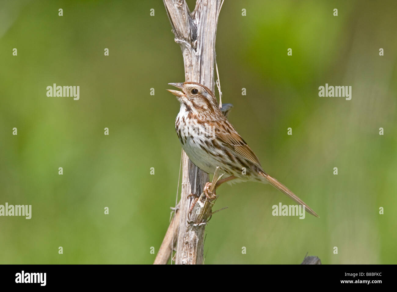 Song Sparrow Melospiza melodia Danville Virginia Stati Uniti 8 Maggio Emberizidae adulti Foto Stock